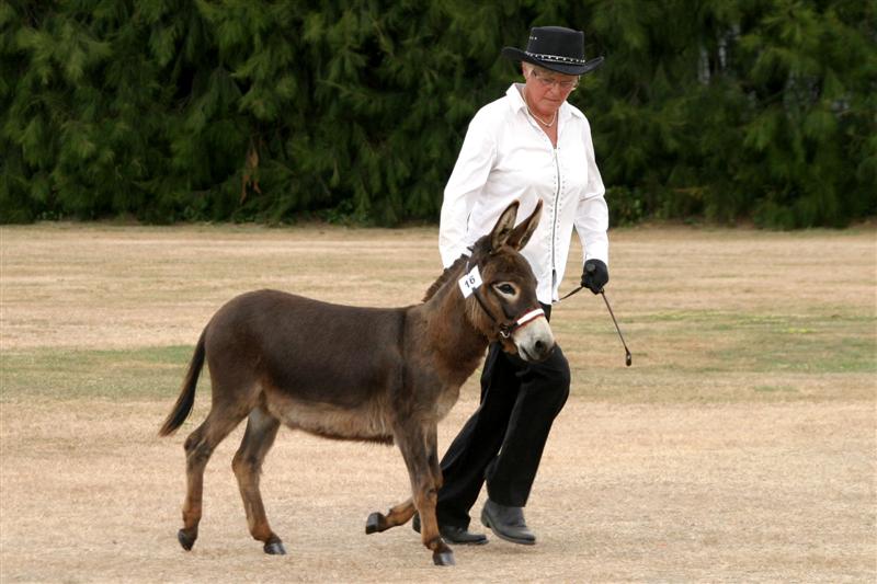 Clovercrest  Panache [and Marion] doing their workout